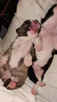 Dottie, a female American Pit Bull Terrier for sale in Roy, WA – 7 of 10