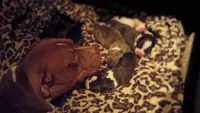 Louie, a male American Pit Bull Terrier for sale in Roy, WA – 7 of 7