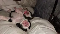 Dottie, a female American Pit Bull Terrier for sale in Roy, WA – 10 of 10