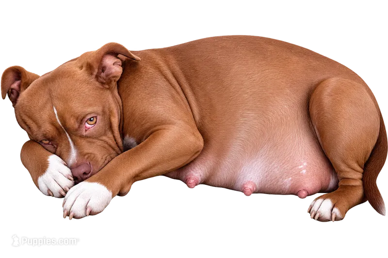 Louie – American Pit Bull Terrier puppy for sale in Roy, WA