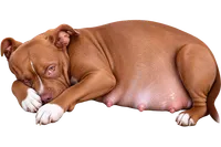 Louie, a male American Pit Bull Terrier for sale in Roy, WA – 1 of 7