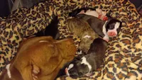 Louie, a male American Pit Bull Terrier for sale in Roy, WA – 5 of 7