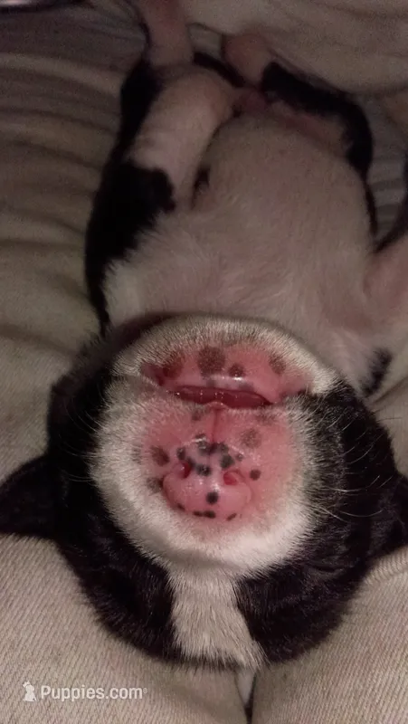 Dottie – American Pit Bull Terrier puppy for sale in Roy, WA