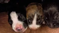 Dottie, a female American Pit Bull Terrier for sale in Roy, WA – 2 of 10