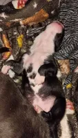 Dottie, a female American Pit Bull Terrier for sale in Roy, WA – 5 of 10