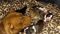 Louie, a male American Pit Bull Terrier for sale in Roy, WA – 3 of 7