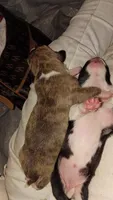 Dottie, a female American Pit Bull Terrier for sale in Roy, WA – 8 of 10