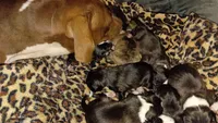 Louie, a male American Pit Bull Terrier for sale in Roy, WA – 6 of 7