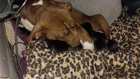 Louie, a male American Pit Bull Terrier for sale in Roy, WA – 2 of 7