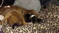 Louie, a male American Pit Bull Terrier for sale in Roy, WA – 4 of 7
