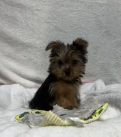 Kenza, a female Yorkshire Terrier for sale in Wrens, GA – 4 of 4