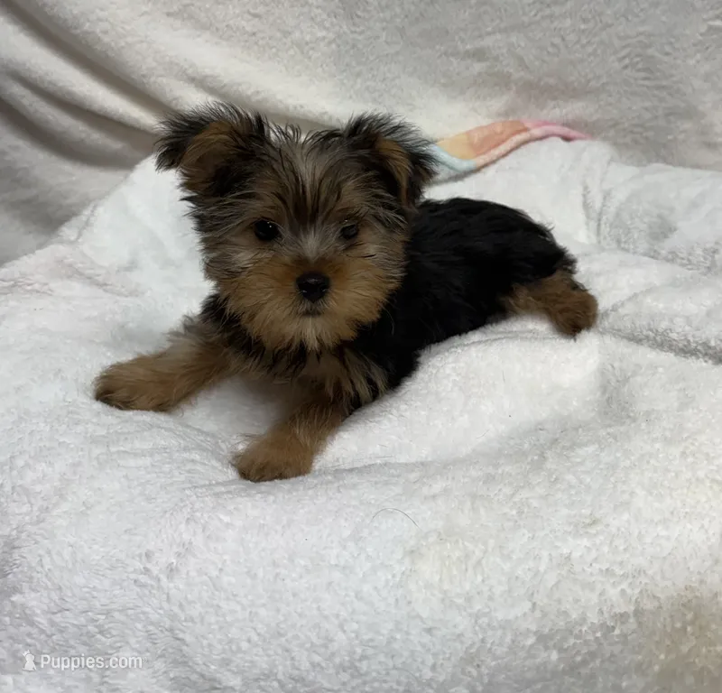 Koda – Yorkshire Terrier puppy for sale in Wrens, GA