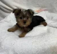 Koda, a male Yorkshire Terrier for sale in Wrens, GA – 1 of 2