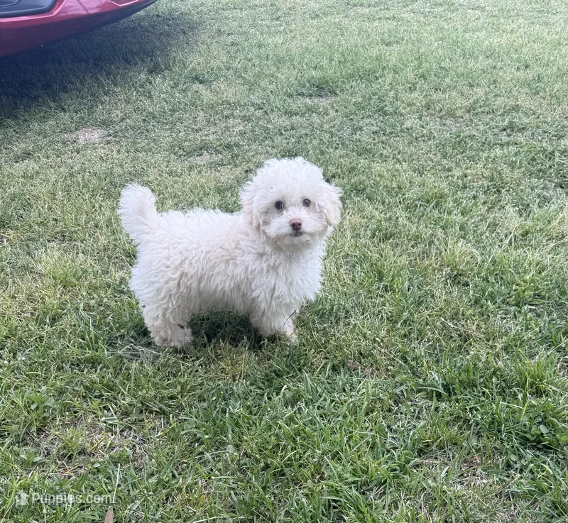 Freddy – Poodle - Toy  puppy for sale in Wrens, GA