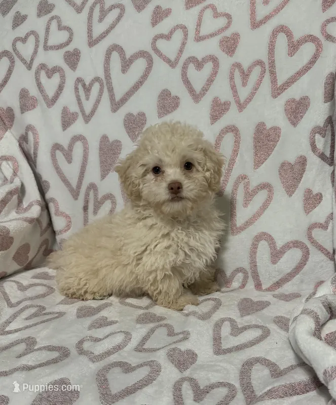 Freddy – Poodle - Toy  puppy for sale in Wrens, GA