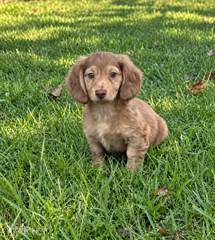 Bacon – Miniature Dachshund puppy for sale in Wrens, GA