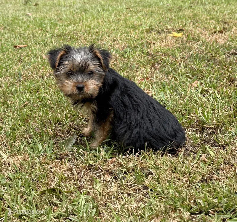 Kora – Yorkshire Terrier puppy for sale in Wrens, GA