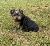 Kora, a female Yorkshire Terrier for sale in Wrens, GA – 1 of 3