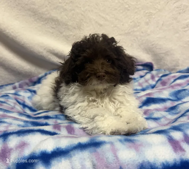 Winston – Poodle - Toy  puppy for sale in Wrens, GA