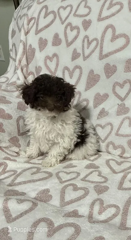 Winston – Poodle - Toy  puppy for sale in Wrens, GA