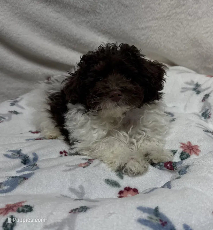 Winston – Poodle - Toy  puppy for sale in Wrens, GA