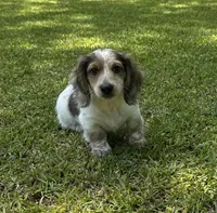 Theo, a male Miniature Dachshund for sale in Wrens, GA – 2 of 2