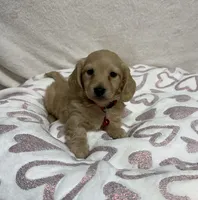 Biscuit , a male Miniature Dachshund for sale in Wrens, GA – 2 of 2