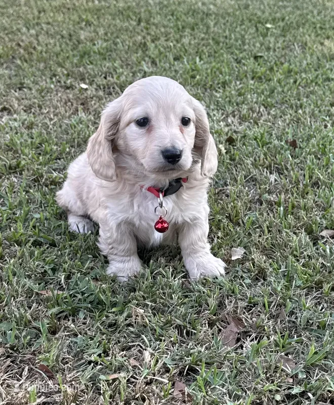Biscuit  – Miniature Dachshund puppy for sale in Wrens, GA