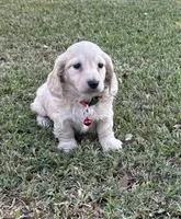 Biscuit , a male Miniature Dachshund for sale in Wrens, GA – 1 of 2