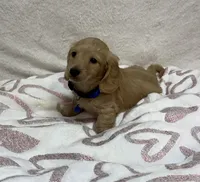 Butter, a male Miniature Dachshund for sale in Wrens, GA – 2 of 2