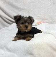 Koda, a male Yorkshire Terrier for sale in Wrens, GA – 2 of 2