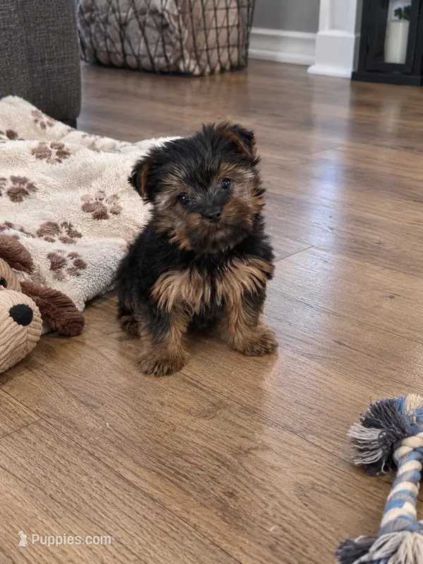 Pepper – Yorkshire Terrier puppy for sale in Wrens, GA