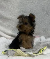 Kenza, a female Yorkshire Terrier for sale in Wrens, GA – 2 of 4