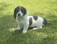 Navy, a female Miniature Dachshund for sale in Wrens, GA – 2 of 4