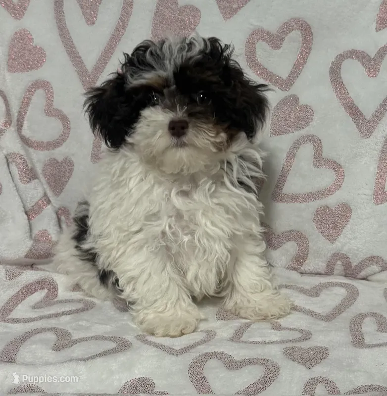 Willow – Poodle - Toy  puppy for sale in Wrens, GA