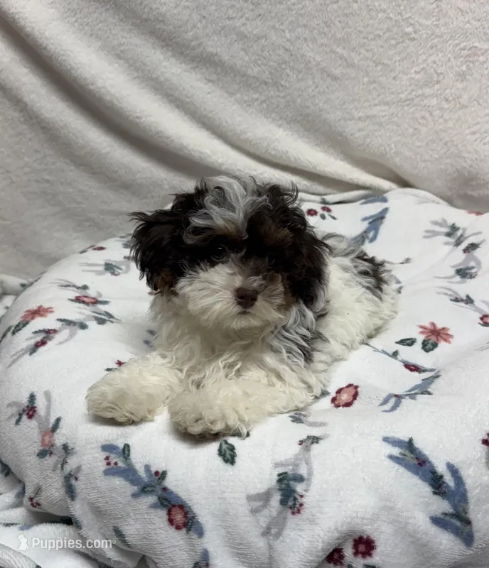 Willow – Poodle - Toy  puppy for sale in Wrens, GA