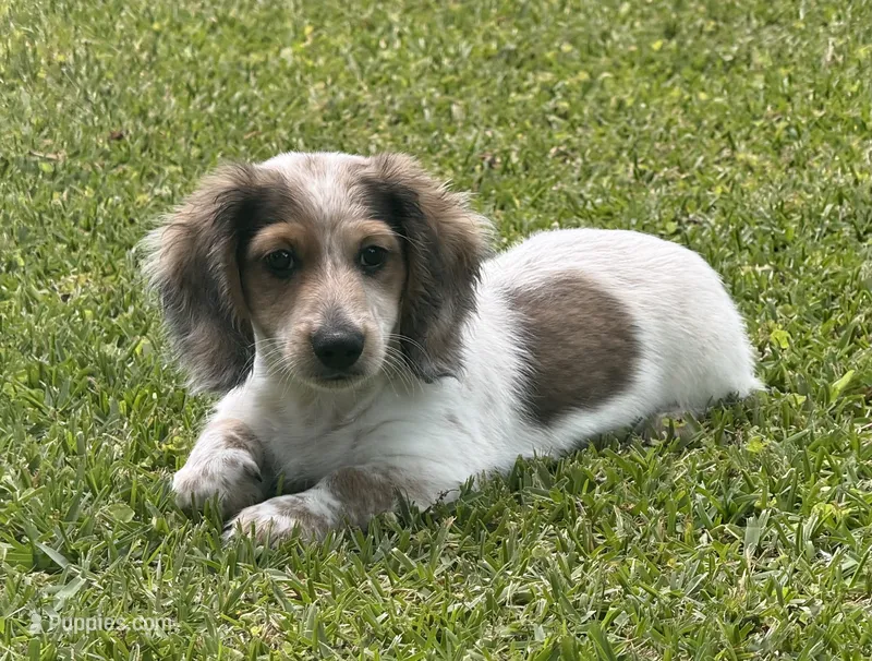 Theo – Miniature Dachshund puppy for sale in Wrens, GA