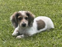 Theo, a male Miniature Dachshund for sale in Wrens, GA – 1 of 2