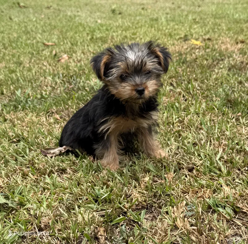 Kora – Yorkshire Terrier puppy for sale in Wrens, GA
