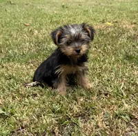 Kora, a female Yorkshire Terrier for sale in Wrens, GA – 2 of 3