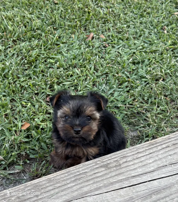Pepper – Yorkshire Terrier puppy for sale in Wrens, GA