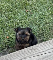 Pepper, a male Yorkshire Terrier for sale in Wrens, GA – 1 of 1