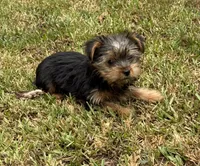 Kora, a female Yorkshire Terrier for sale in Wrens, GA – 3 of 3