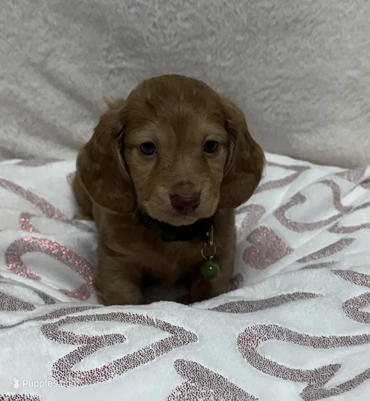 Bacon – Miniature Dachshund puppy for sale in Wrens, GA