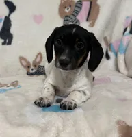 Little man, a male Miniature Dachshund for sale in Wrens, GA – Photo 1 of 2