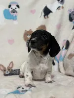 Little man, a male Miniature Dachshund for sale in Wrens, GA – Photo 2 of 2