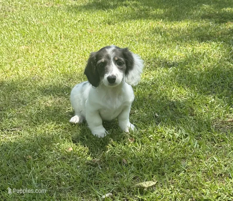 Navy – Miniature Dachshund puppy for sale in Wrens, GA