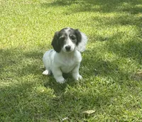 Navy, a female Miniature Dachshund for sale in Wrens, GA – 1 of 4
