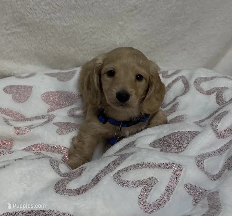 Butter – Miniature Dachshund puppy for sale in Wrens, GA