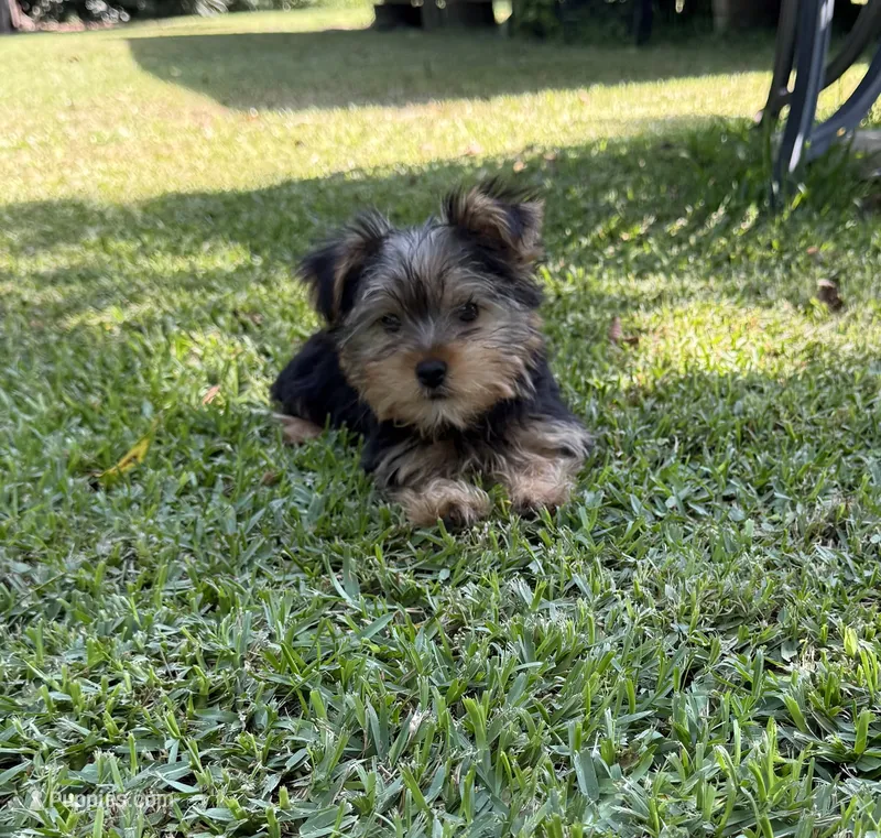 Koda – Yorkshire Terrier puppy for sale in Wrens, GA